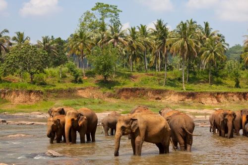 Srilanka